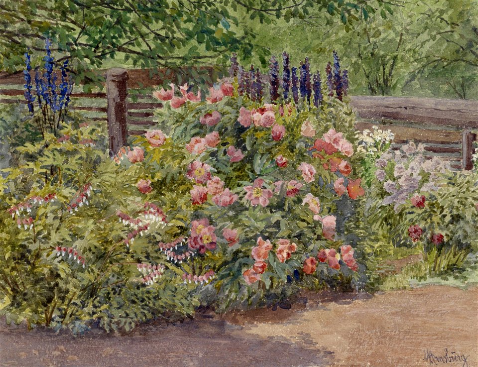 Marie von Arnsburg Pfingstrosen