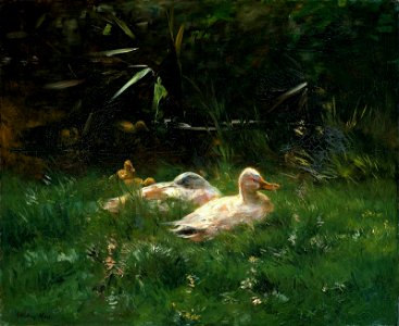 Maris Willem Ducks