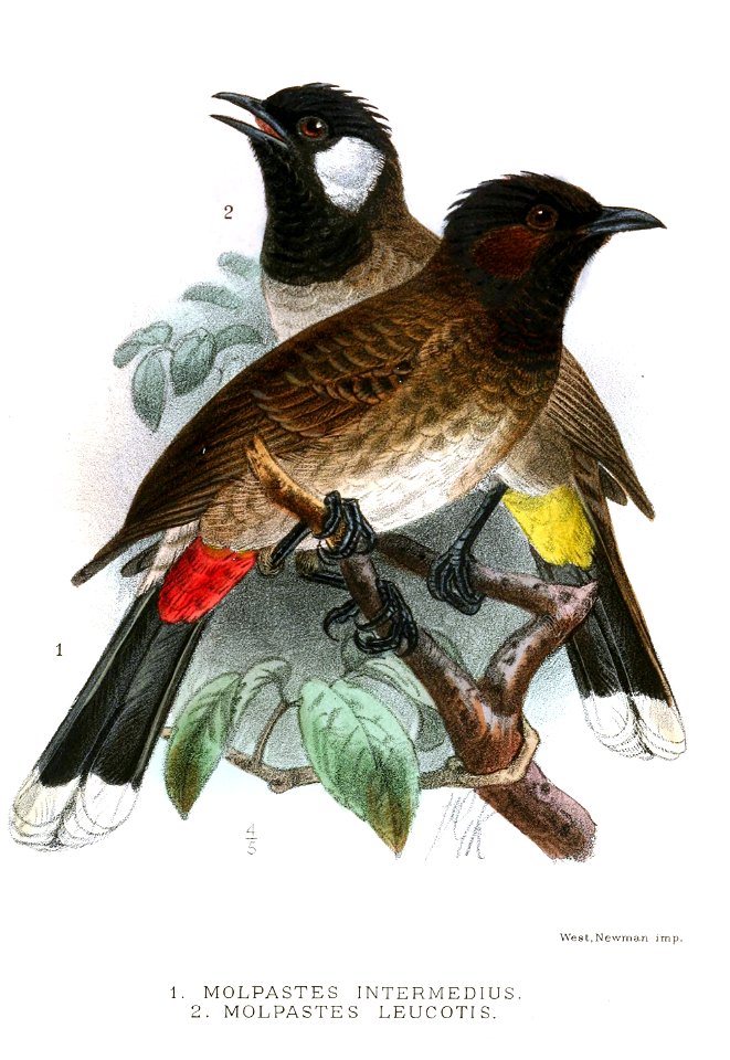 MolpastesKeulemans