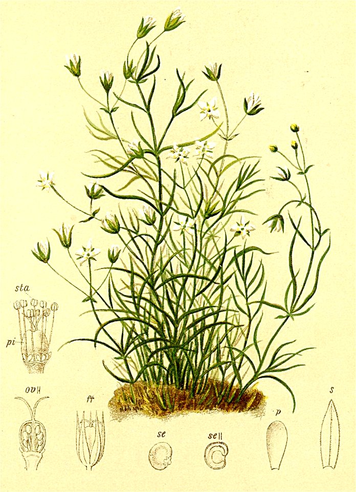 Moerhingia muscosa Atlas Alpenflora