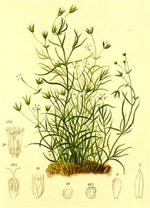 Moerhingia muscosa Atlas Alpenflora