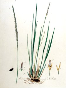 Molinia coerulea — Flora Batava — Volume v10