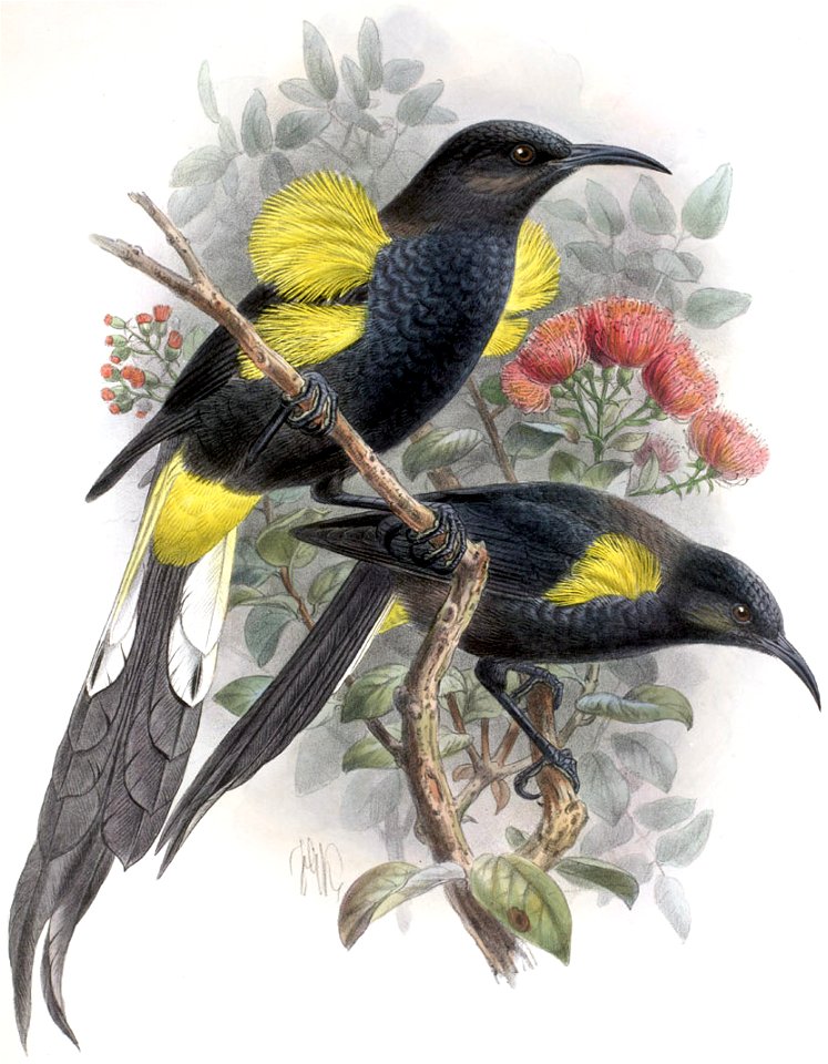 Moho nobilis-Keulemans