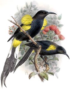 Moho nobilis-Keulemans