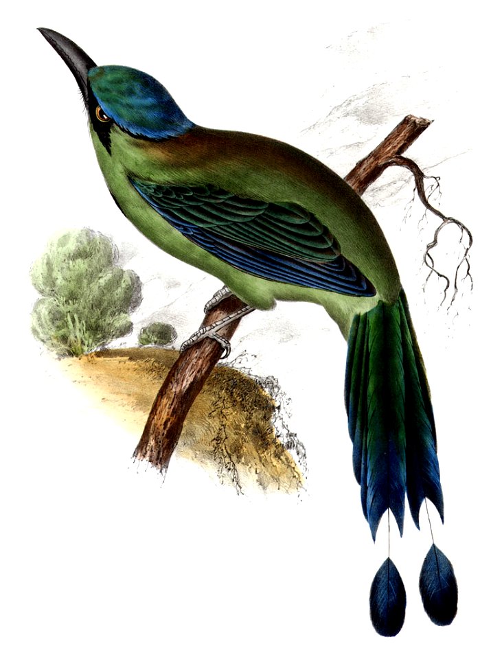 Momotus momotaAQBIP08CA