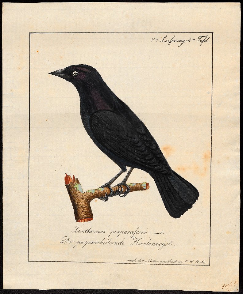 Molothrus purpurascens - 1700-1880 - Print - Iconographia Zoologica - Special Collections University of Amsterdam - UBA01 IZ15800295