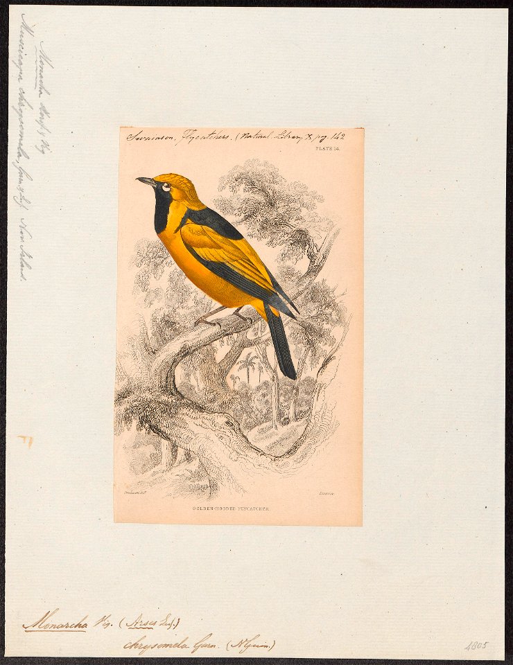 Monarcha chrysomela - 1838 - Print - Iconographia Zoologica - Special Collections University of Amsterdam - UBA01 IZ16500181