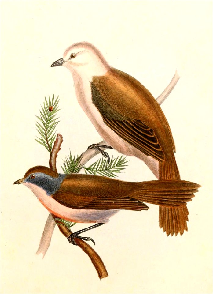 Mohoua novaeseelandiae & Mohoua albicilla Hullmandel