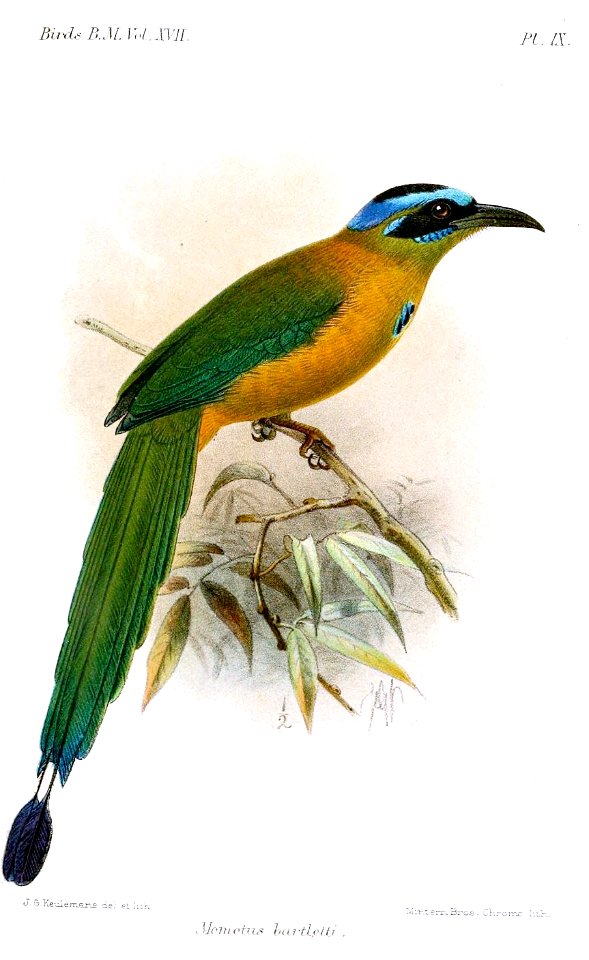 MomotusBartlettiKeulemans