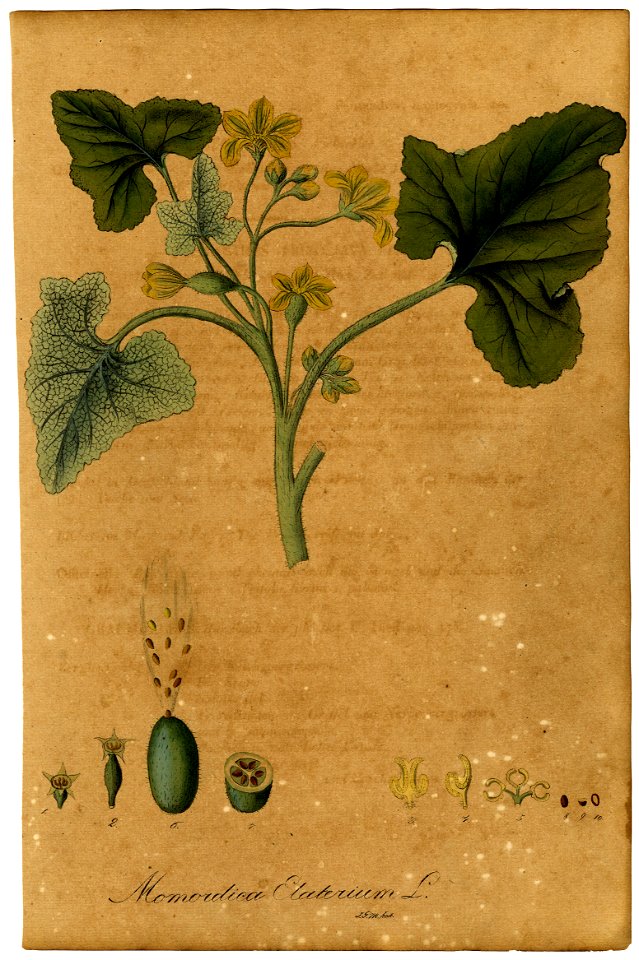 Momordica elaterium Mann