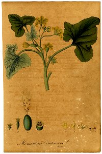 Momordica elaterium Mann