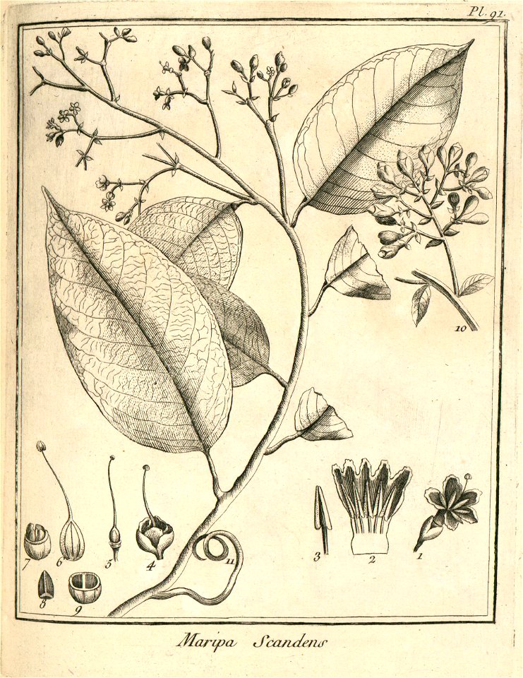 Maripa scandens Aublet 1775 pl 91