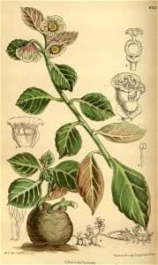 Monadenium erubescens 144-8756