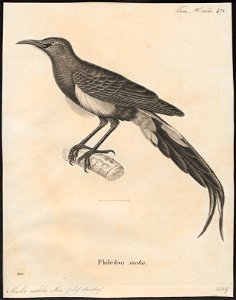 Moho nobilis - 1700-1880 - Print - Iconographia Zoologica - Special Collections University of Amsterdam - UBA01 IZ19000243