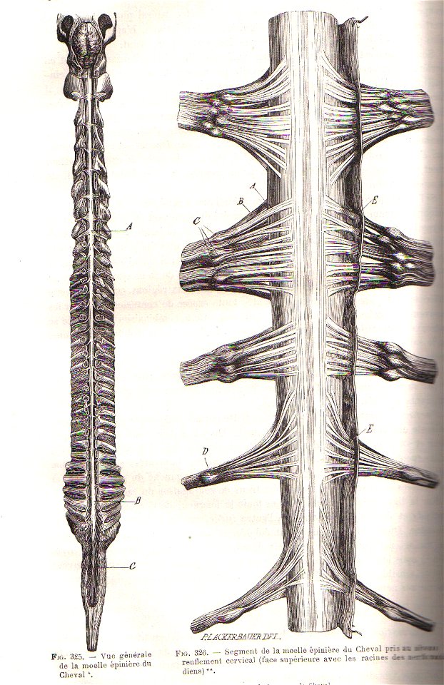 MoelleEpinChauveau1890MeyCh