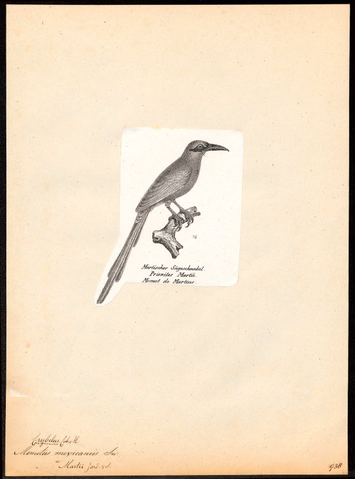 Momotus mexicanus - 1809-1845 - Print - Iconographia Zoologica - Special Collections University of Amsterdam - UBA01 IZ16700321
