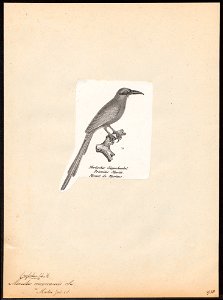 Momotus mexicanus - 1809-1845 - Print - Iconographia Zoologica - Special Collections University of Amsterdam - UBA01 IZ16700321