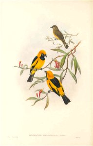 Monarcha melanonota - The Birds of New Guinea. Free illustration for personal and commercial use.