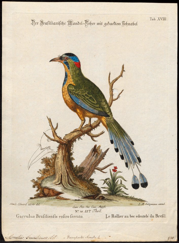 Momotus brasiliensis - 1700-1880 - Print - Iconographia Zoologica - Special Collections University of Amsterdam - UBA01 IZ16700331