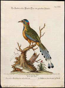 Momotus brasiliensis - 1700-1880 - Print - Iconographia Zoologica - Special Collections University of Amsterdam - UBA01 IZ16700331