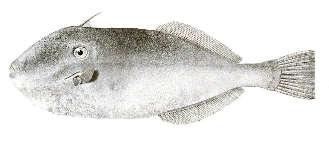 Monacanthus monoceros Achilles 179