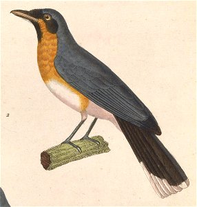 Monarcha trivirgatus 1838