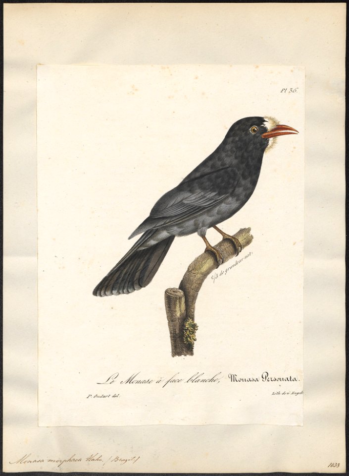 Monasa morphaea - 1825-1834 - Print - Iconographia Zoologica - Special Collections University of Amsterdam - UBA01 IZ16800009