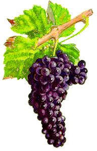 Mondeuse Viala et Vermorel