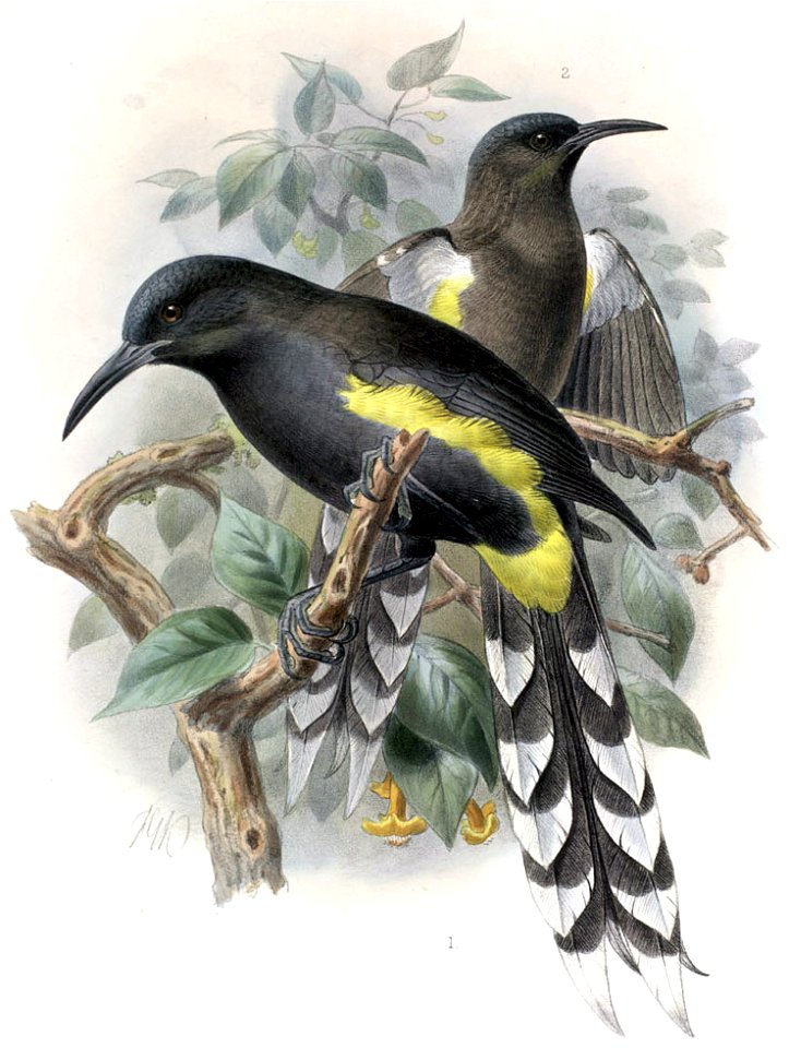 Moho apicalis-Keulemans