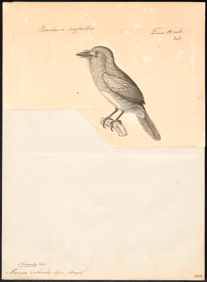 Monasa rubecula - 1700-1880 - Print - Iconographia Zoologica - Special Collections University of Amsterdam - UBA01 IZ16800013
