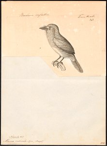 Monasa rubecula - 1700-1880 - Print - Iconographia Zoologica - Special Collections University of Amsterdam - UBA01 IZ16800013