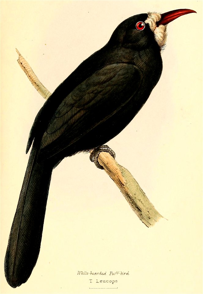 Monasa morphoeus morphoeus 1841