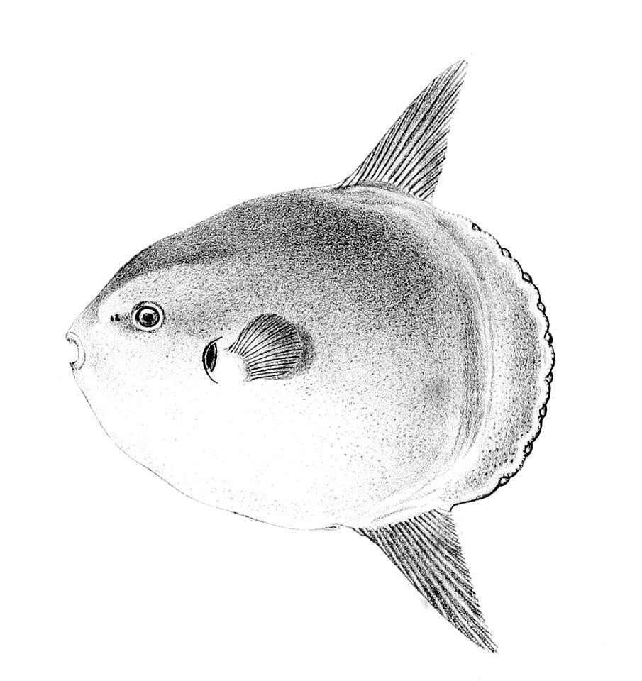 Mola mola Schlegel