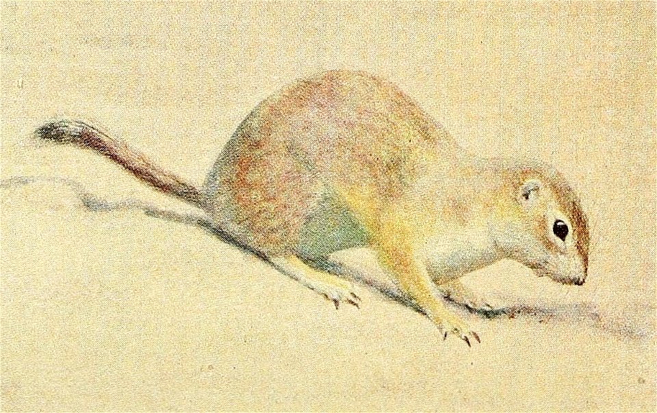 Mohave Ground Squirrel (Louis Agassiz Fuertes, 1918)