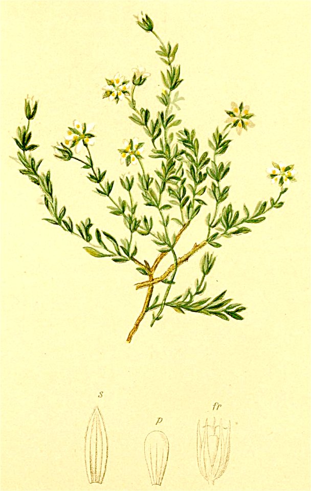 Moerhingia ciliata Atlas Alpenflora