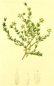 Moerhingia ciliata Atlas Alpenflora