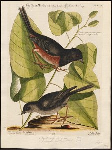 Molothrus ater - 1700-1880 - Print - Iconographia Zoologica - Special Collections University of Amsterdam - UBA01 IZ16000277