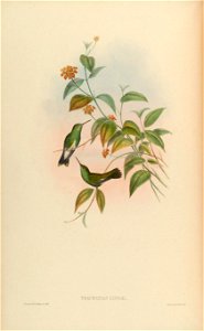 MonographTrochi5Goul 0084