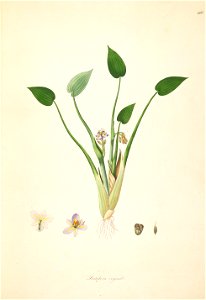 Monochoria vaginalis Roxburgh 1798 2-110