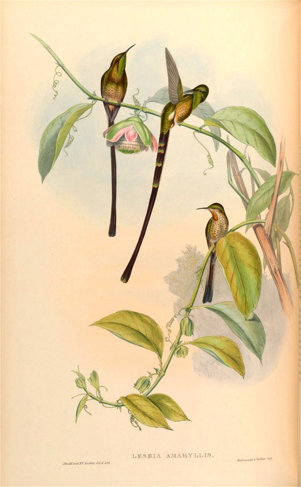 MonographTrochi3Goul 0224