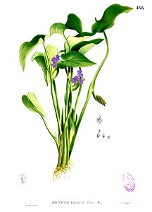 Monochoria vaginalis Blanco2.466