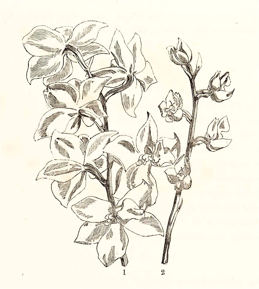 Monograph of Odontoglossum 147