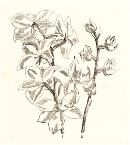 Monograph of Odontoglossum 147