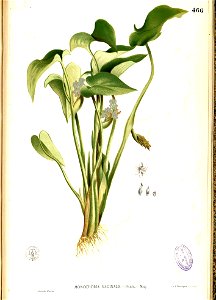 Monochoria vaginalis Blanco2.466-original