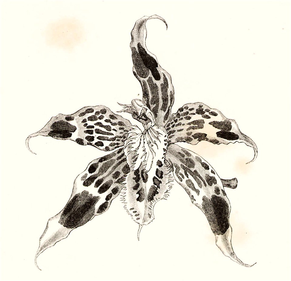 Monograph of Odontoglossum 109
