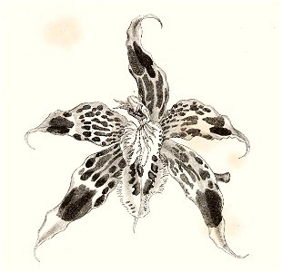 Monograph of Odontoglossum 109. Free illustration for personal and commercial use.