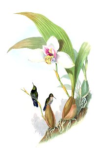 MonographTrochi4Goul 0042a