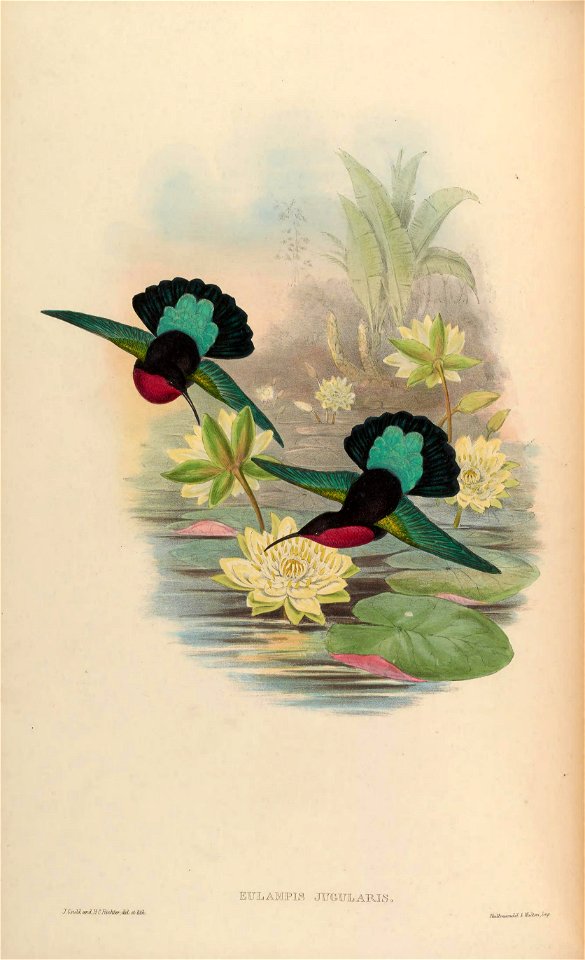 MonographTrochi2Goul 0174