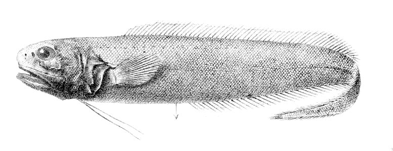 Monomitopus metriostoma