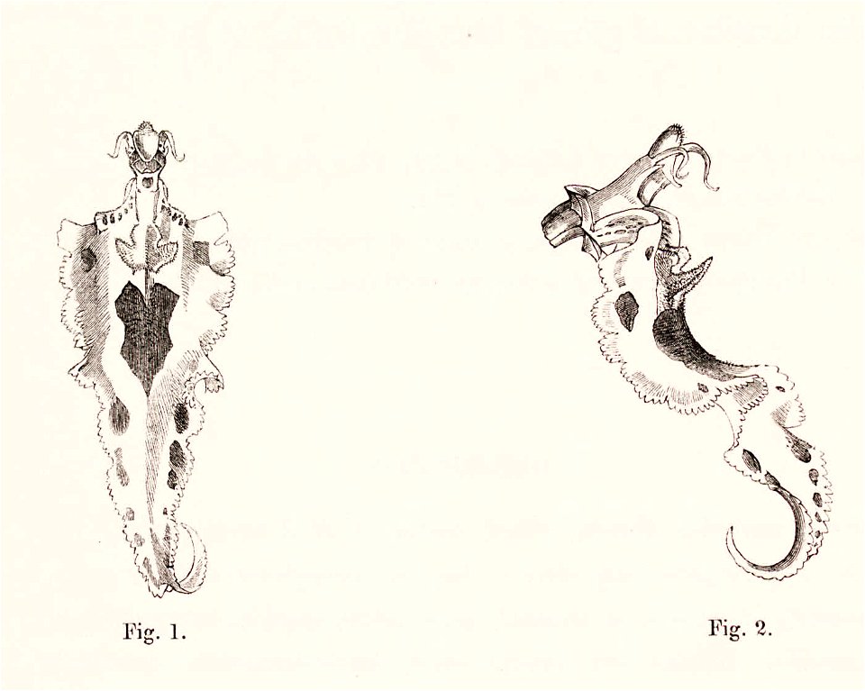 Monograph of Odontoglossum 055